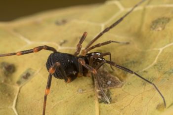 Media type: image;   Invertebrate Zoology 151528